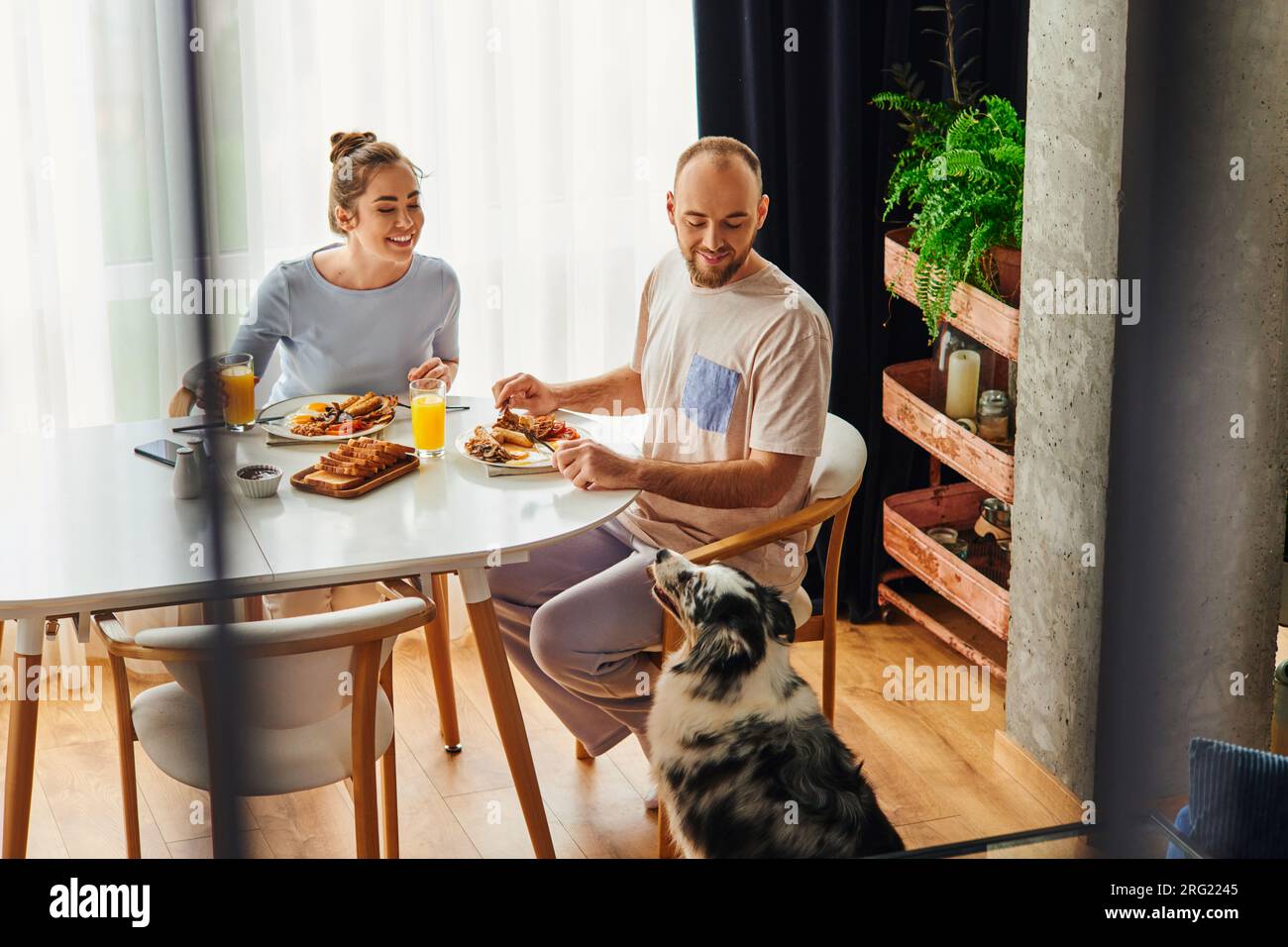 Positive couple in homewear having breakfast with orange juice near border collie dog at home Stock Photo