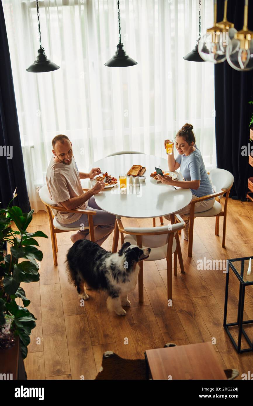 High angle view of cheerful couple having breakfast with orange juice near border collie at home Stock Photo