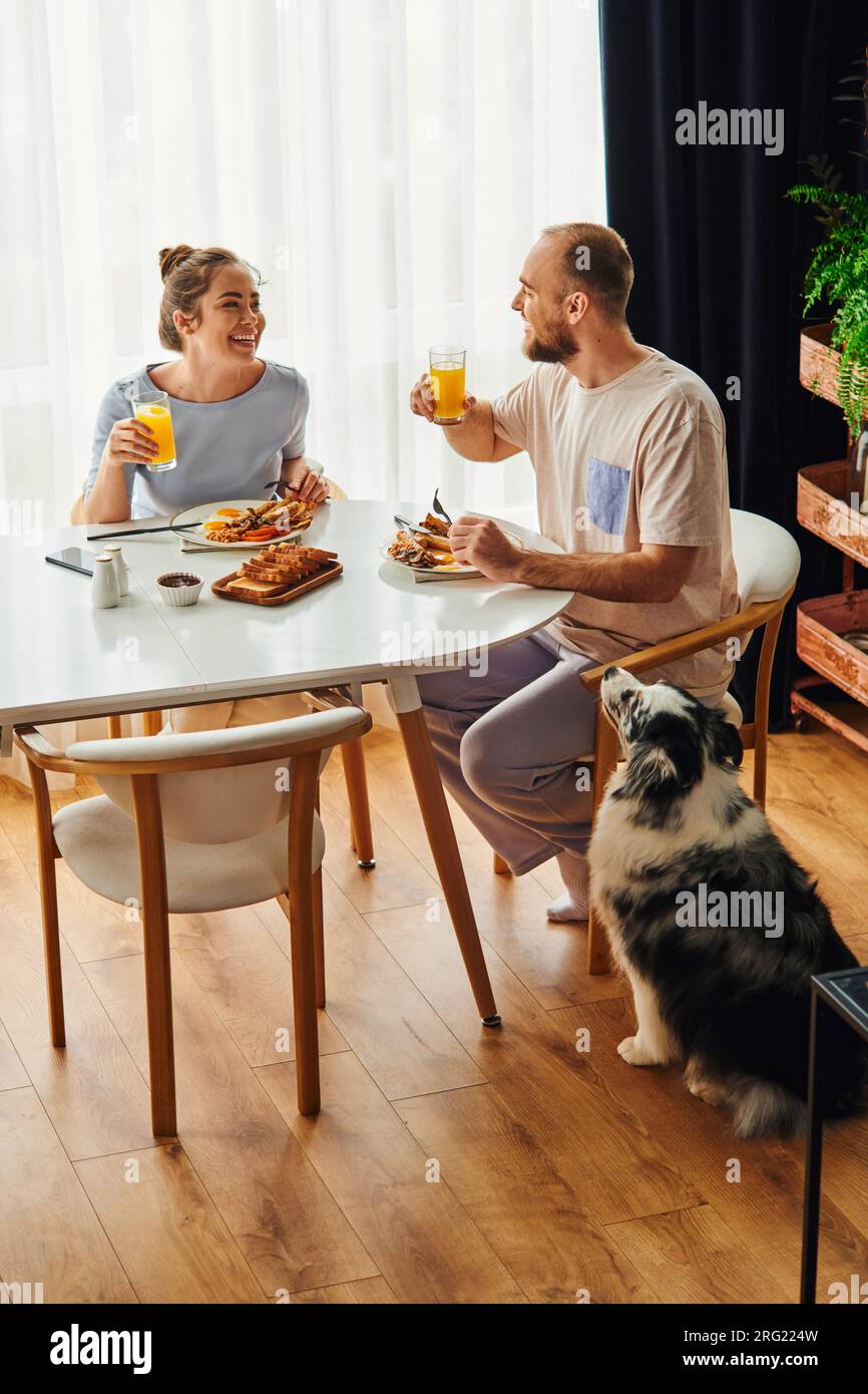 Smiling couple in homewear holding orange juice and having breakfast near border collie dog at home Stock Photo