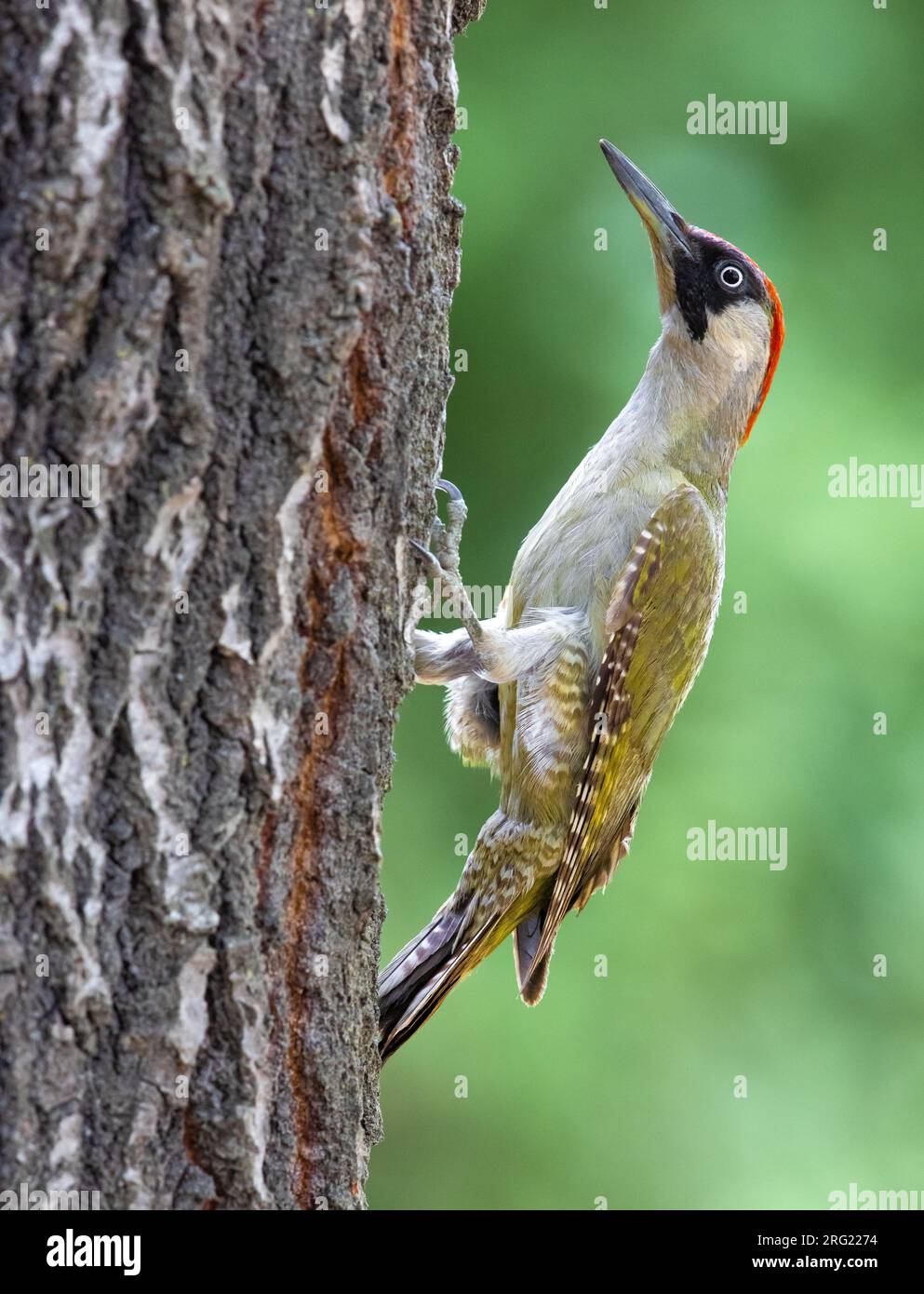 Adult Green Woodpecker, Picus viridis, in Italy. Stock Photo
