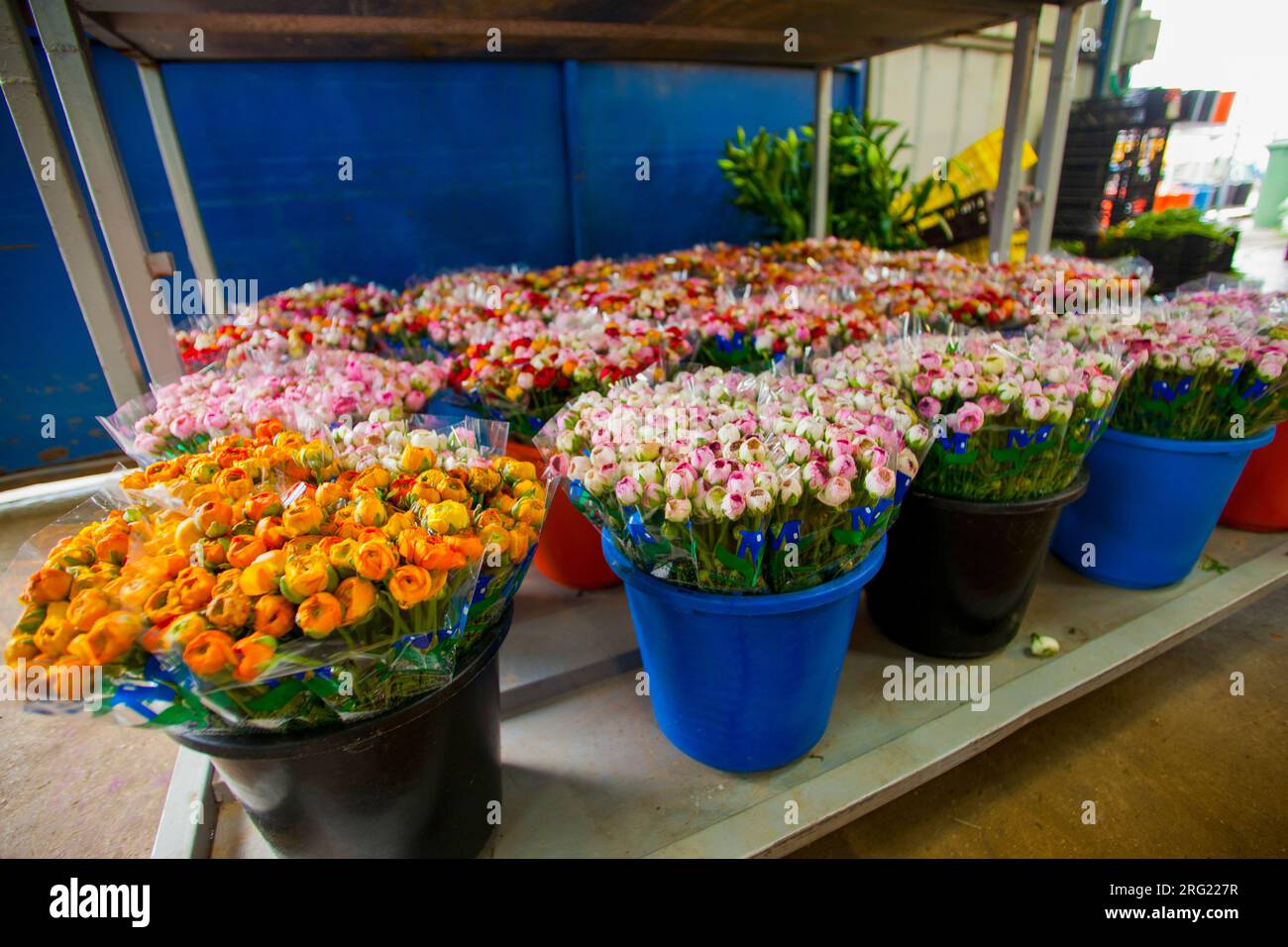 Flowers after picking from a greenhouse Stock Photo Alamy