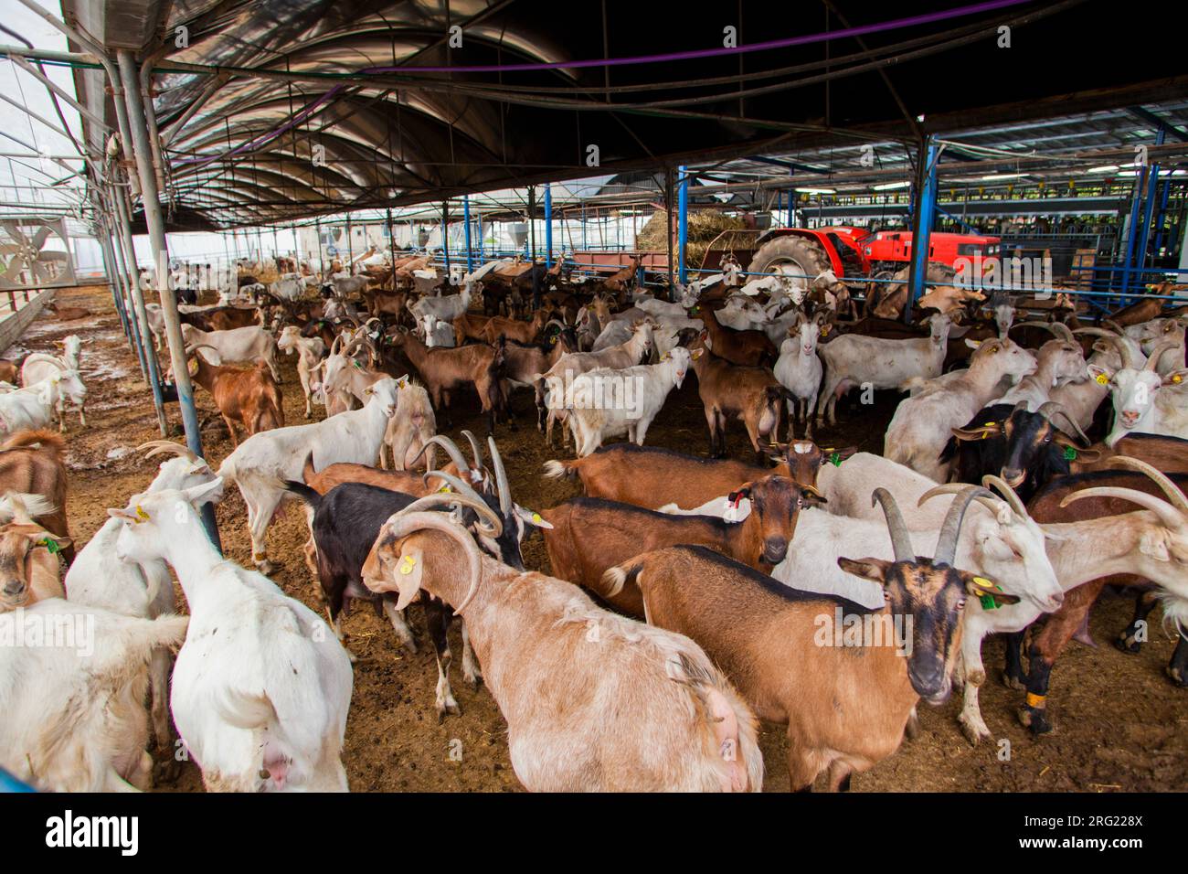 Goat herd dairy in Israel Stock Photo - Alamy