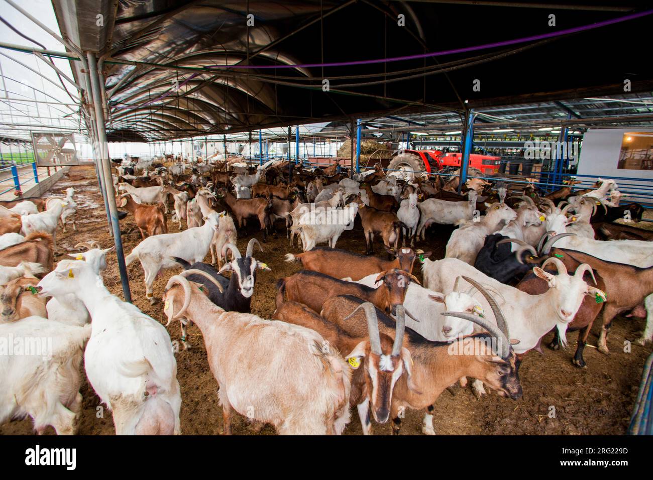 Goat herd dairy in Israel Stock Photo - Alamy