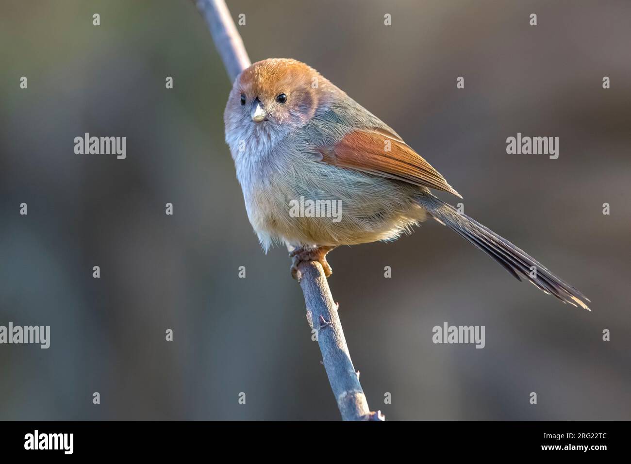 Vinous-throated Parrotbill (Sinosuthora webbiana) escape and perched on a branch Stock Photo