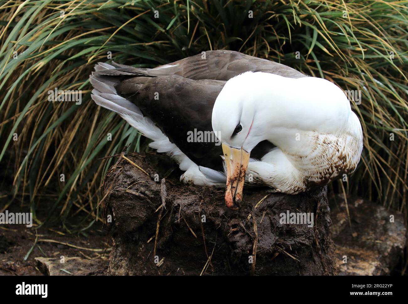 Een wenkbrauwalbatros bouwt een nest van modder, dat later zo hard wordt als beton A Black-browed Albatross is building a nest with mud. Afterwards th Stock Photo