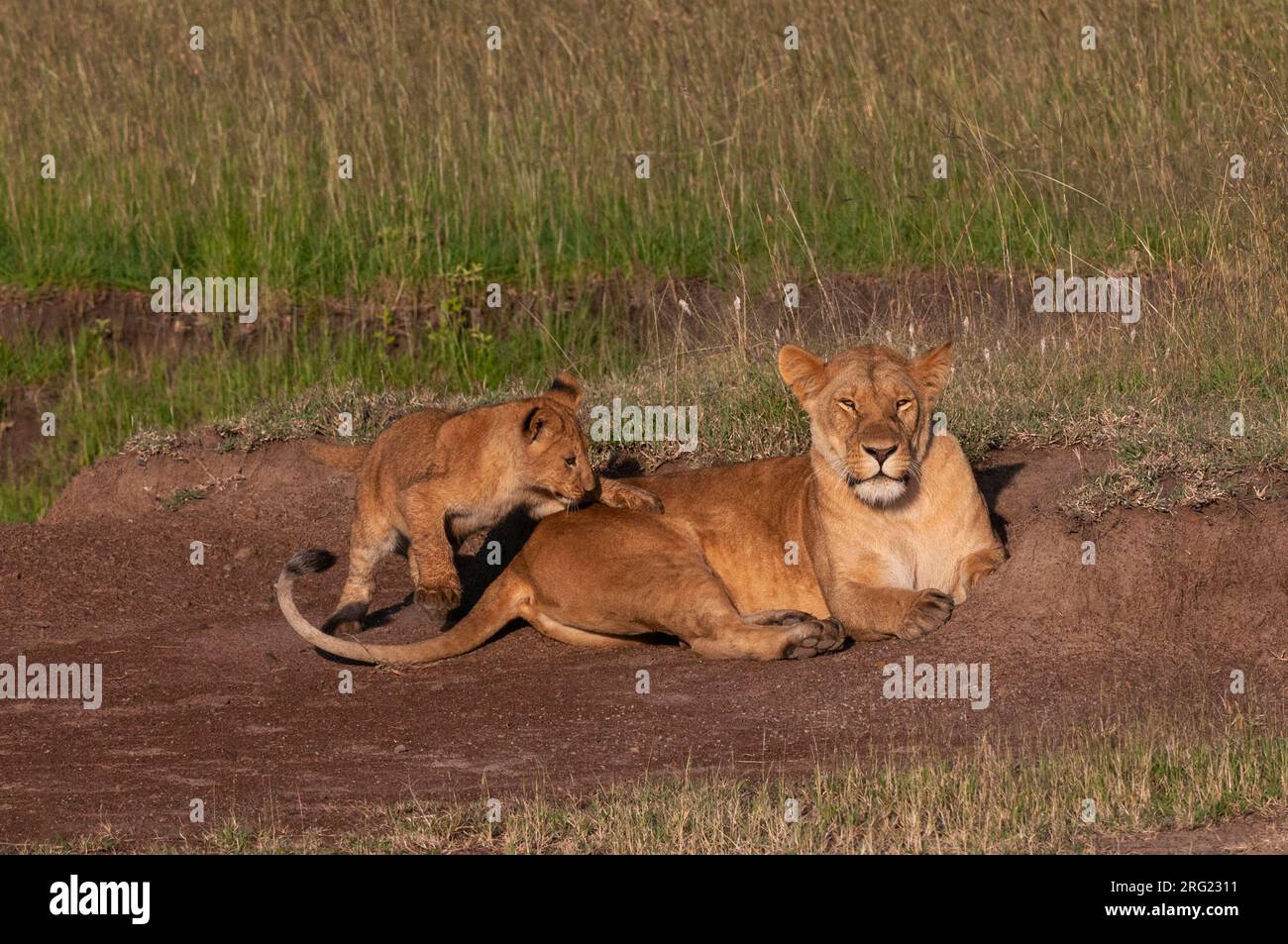 A lion cub, Panthera leo, playing with its resting mother. Masai Mara ...