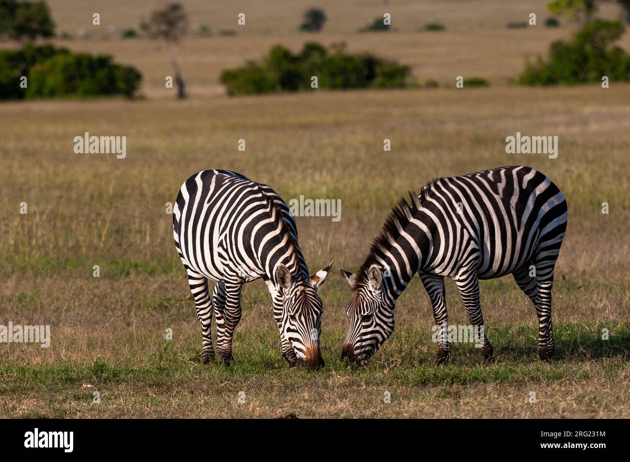 Two common or plains zebras, Equus quagga, grazing. Masai Mara National Reserve, Kenya. Stock Photo