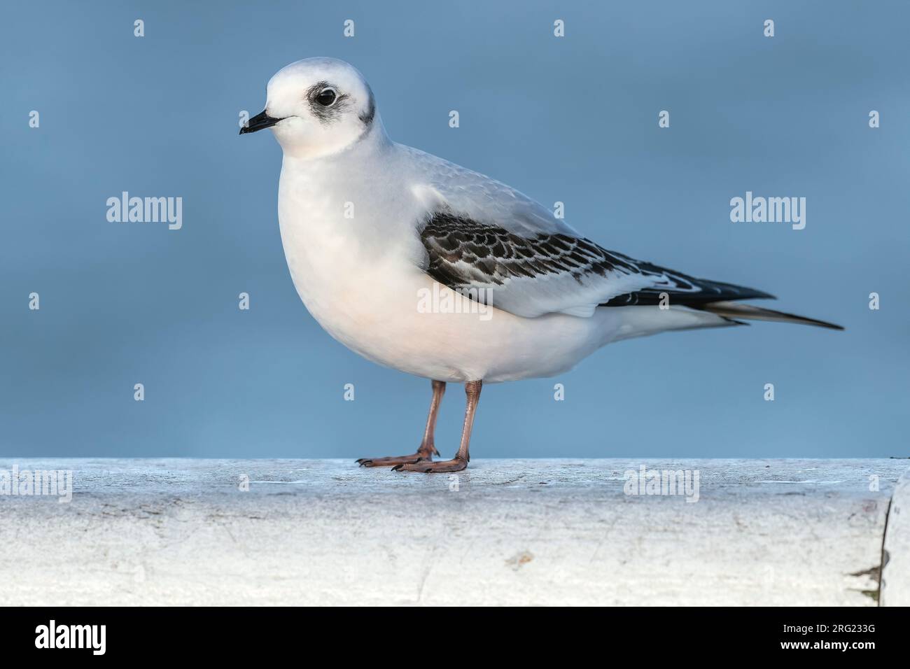 First winter Ross's Gull (Rhodostethia rosea) sitting on Nieuwpoort's pier, West Flanders, Belgium. Stock Photo