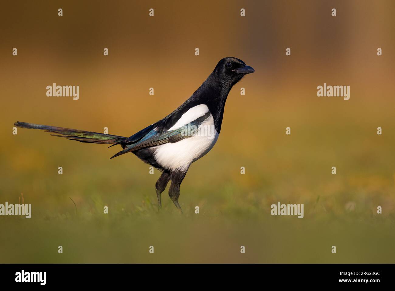 Eurasian Magpie, Pica pica, in Italy. Stock Photo