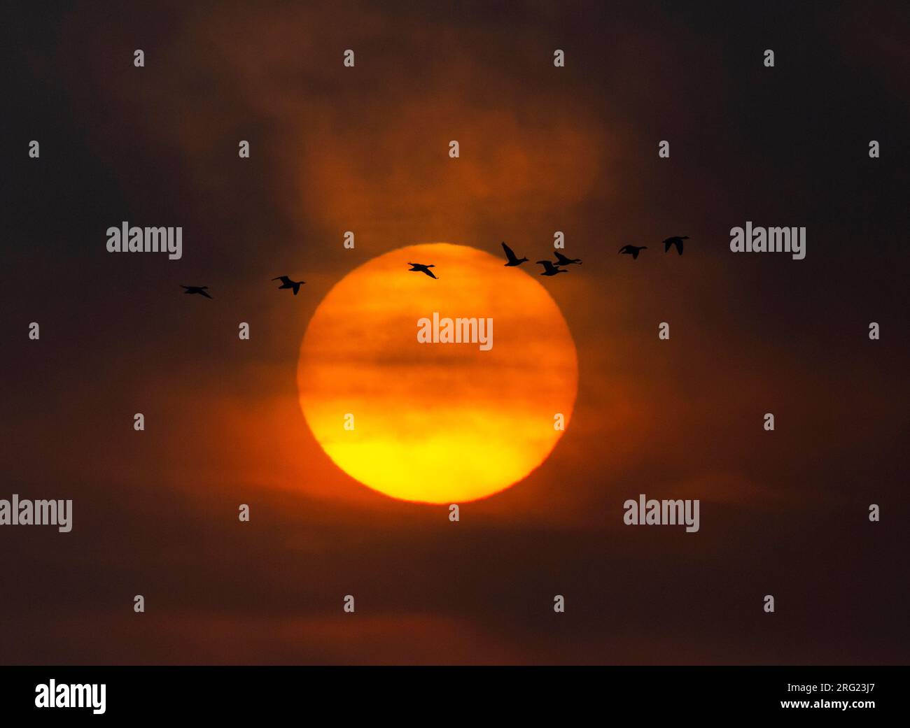 Tundra Bean Goose (Anser fabalis rossicus) flying in front of a winter