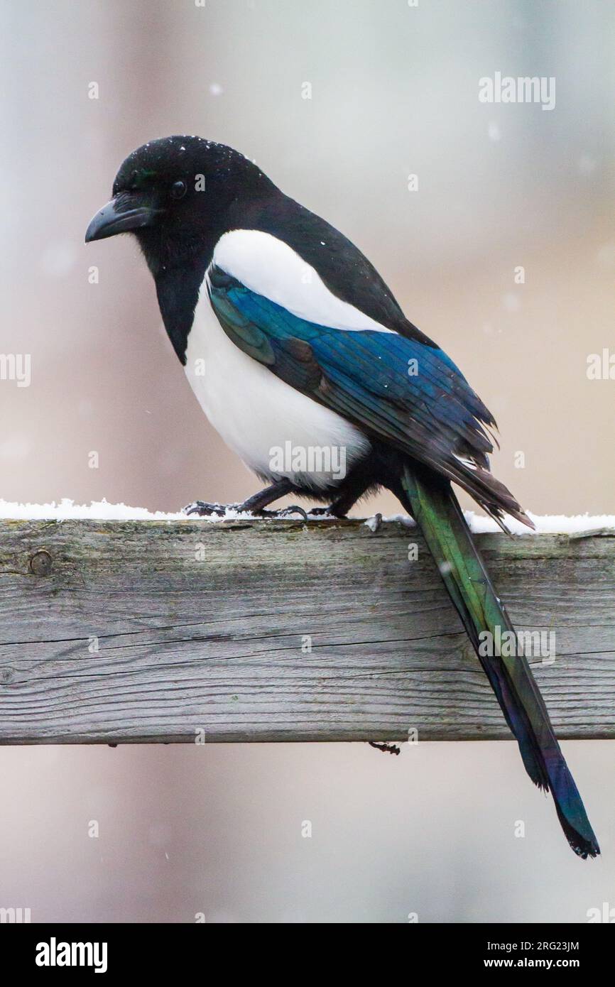 Eurasian Magpie (Pica pica) perched on garden fence during  snowfall Stock Photo