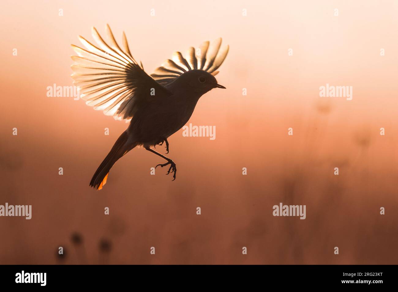 Wintering Black Redstart (Phoenicurus ochruros gibraltariensis) in Italy. Stock Photo
