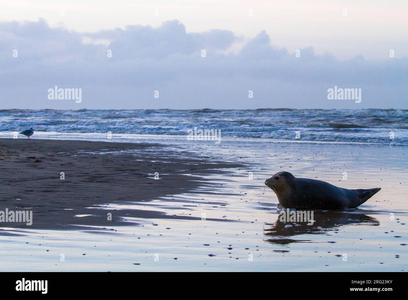 Common Seal, Phoca vitulina, immature animal resting on the beach with high tide at sunset during storm Stock Photo