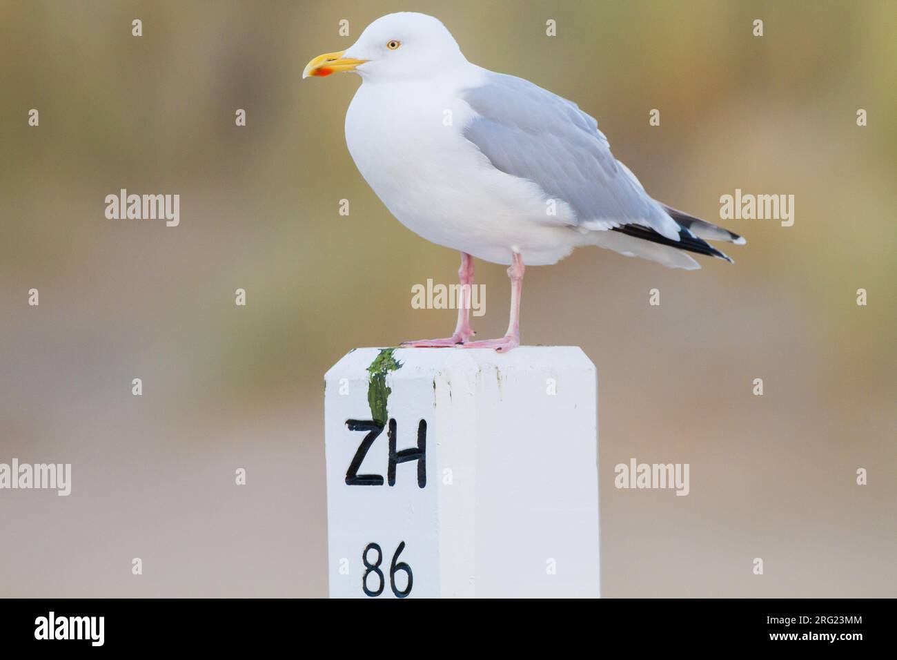 Herring Gull, Larus argentatus subspecies argentatus adult winter perched on beach pole with dunes in the background Stock Photo