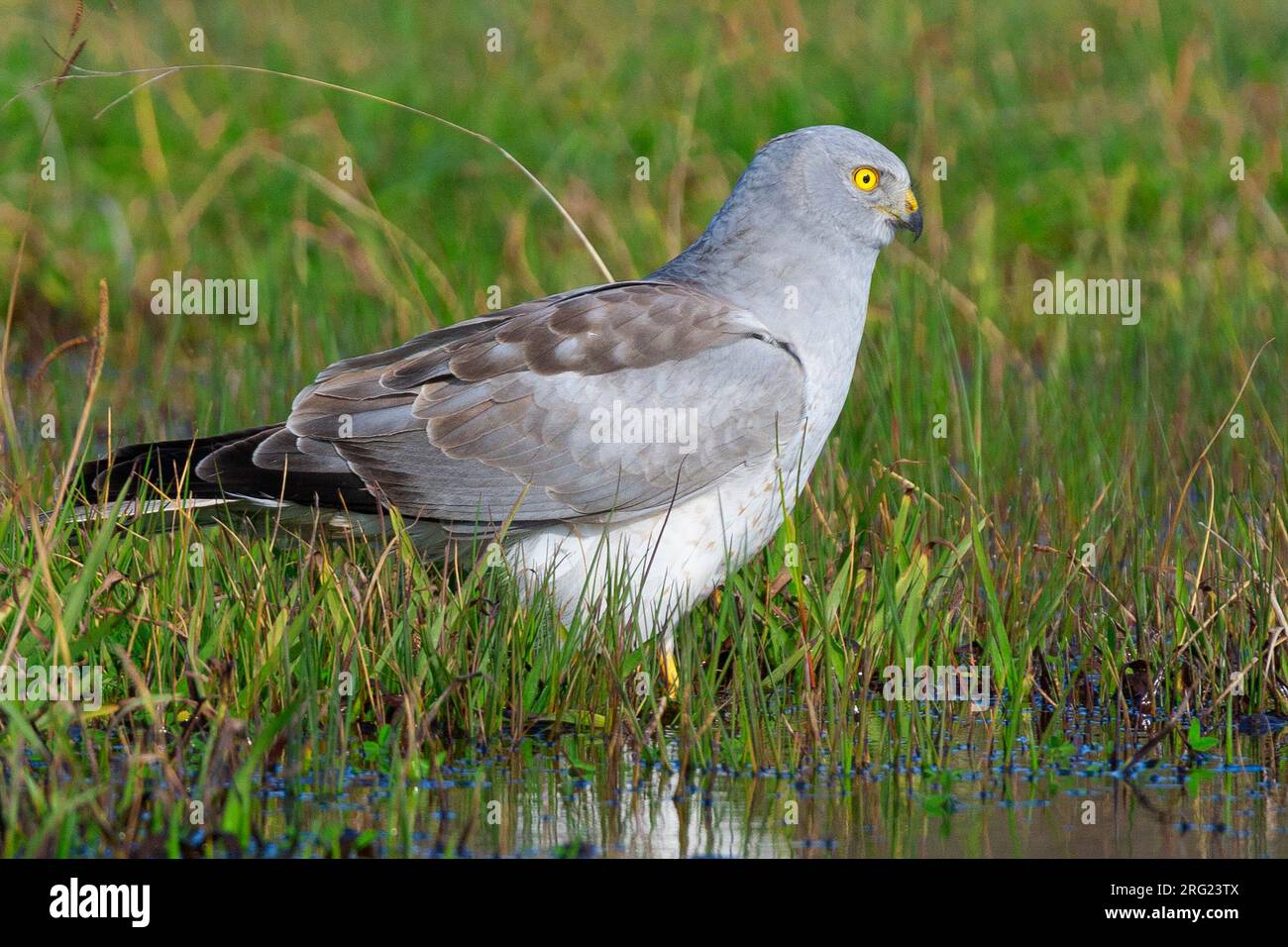 Hen Harrier (Circus cyaneus), adult male standing at the edge of a pond, Campania, Italy Stock Photo