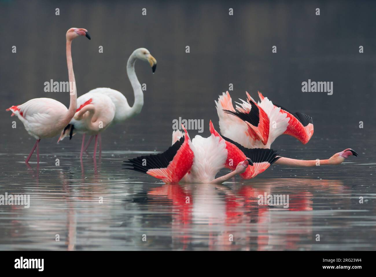 Groep blatsende Flamingo's; Group of displying Greater Flamingo Stock Photo