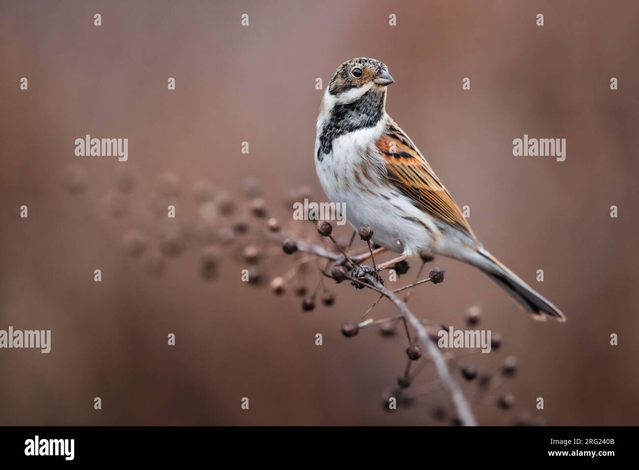 Wintering male Common reed bunting (Emberiza schoeniclus) in Italy. Stock Photo