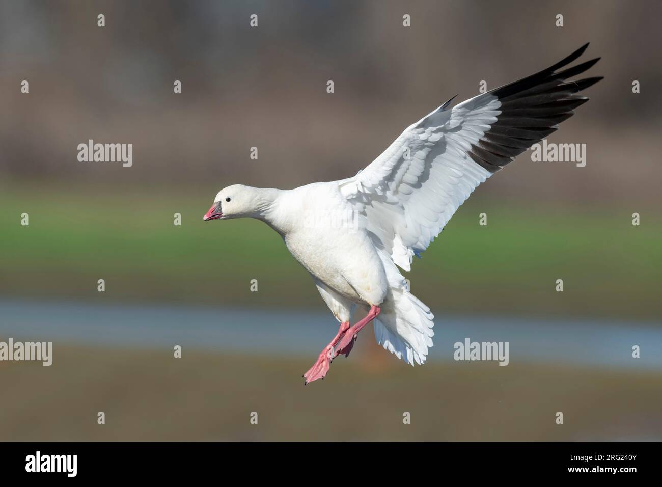 Adult Ross's Goose (Anser rossii) wintering in Colusa County, California, United States. Stock Photo