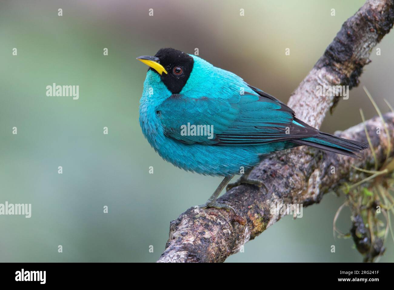 Green honeycreeper male hi-res stock photography and images - Alamy
