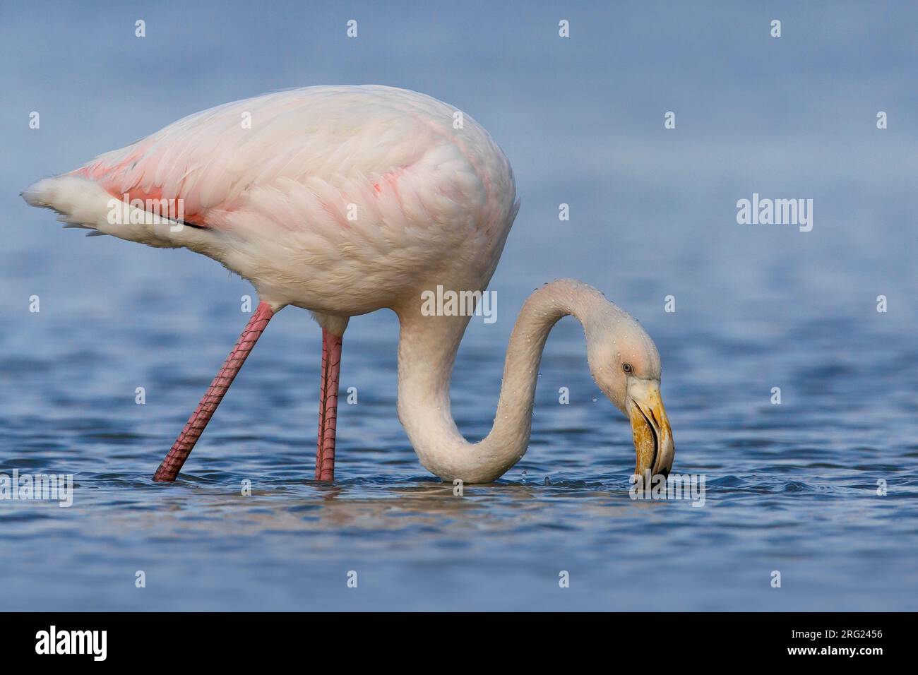 Onvolwassen Flamingo foeragerend in het water; Immature Greater Flamingo foraging in water Stock Photo