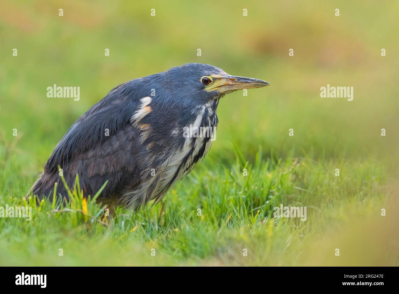 African dwarf bittern hi-res stock photography and images - Alamy