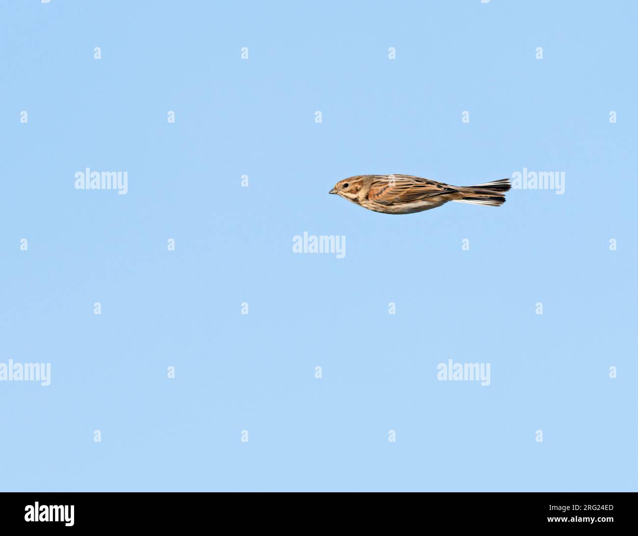 Common Reed Bunting (Emberiza schoeniclus) flying, migrating in blue sky in sideview and showing upperparts Stock Photo