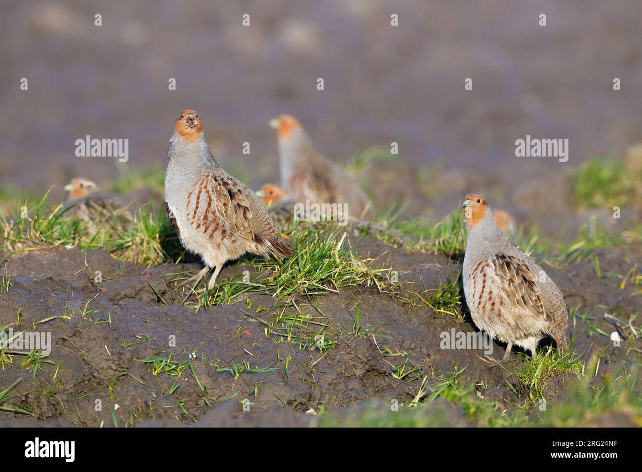 Grey Partridge, Perdix perdix family flock at agriculture field created for birds Stock Photo