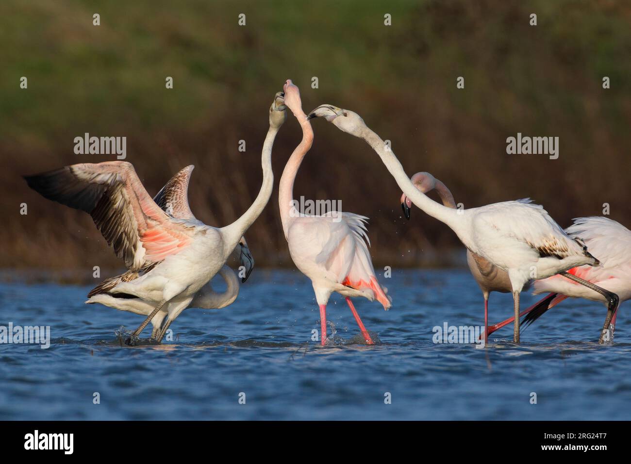 Groep Flamingo's; Group of Greater Flamingo Stock Photo