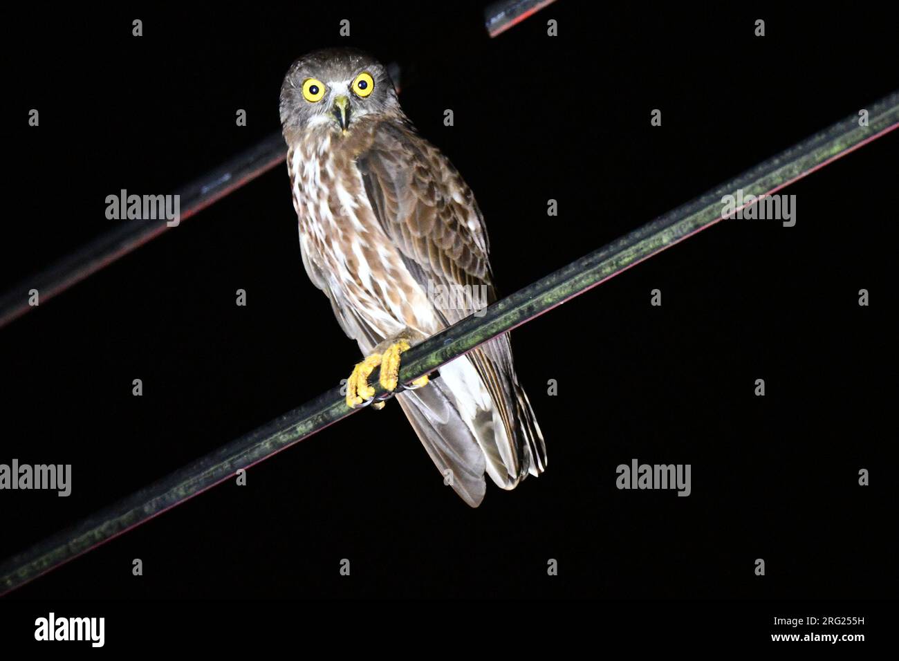 Chocolate Boobook (Ninox randi) at Subic Bay, Luzon, in the Philippines. Perched on an electricity wire during the night. Stock Photo