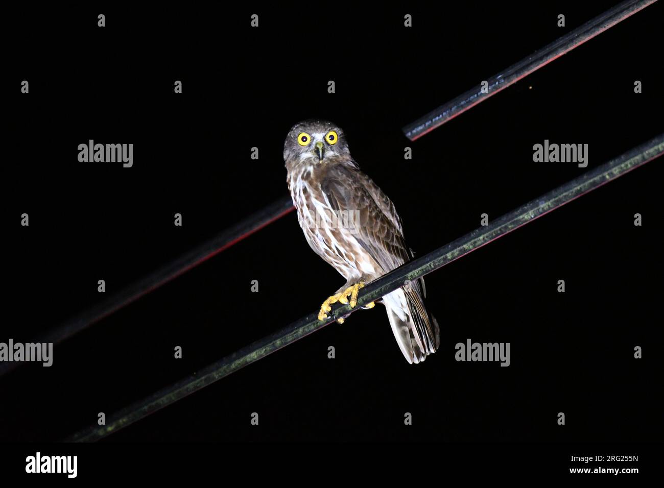 Chocolate Boobook (Ninox randi) at Subic Bay, Luzon, in the Philippines. Perched on an electricity wire during the night. Stock Photo