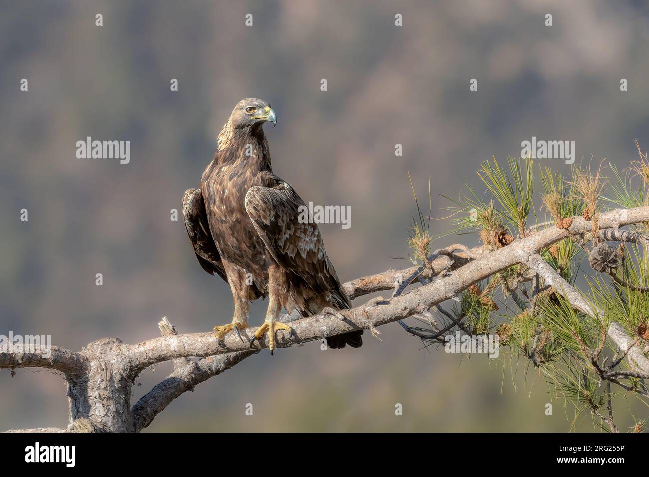 Perching Golden Eagle in Pinus nigra ssp salzmanni Stock Photo
