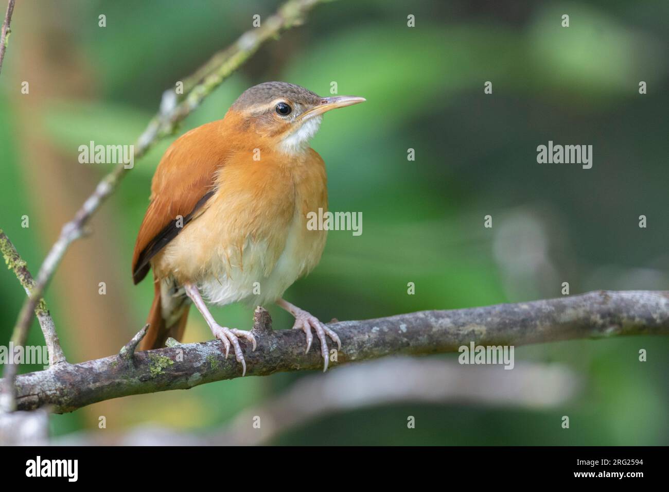 Caribbean Hornero (Furnarius longirostris) at La Danta, Antioquia