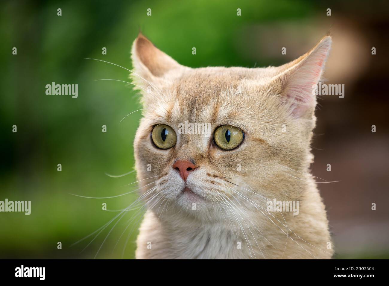 Portrait of a beautiful golden colored British cat among the grass. Golden chinchilla Stock Photo