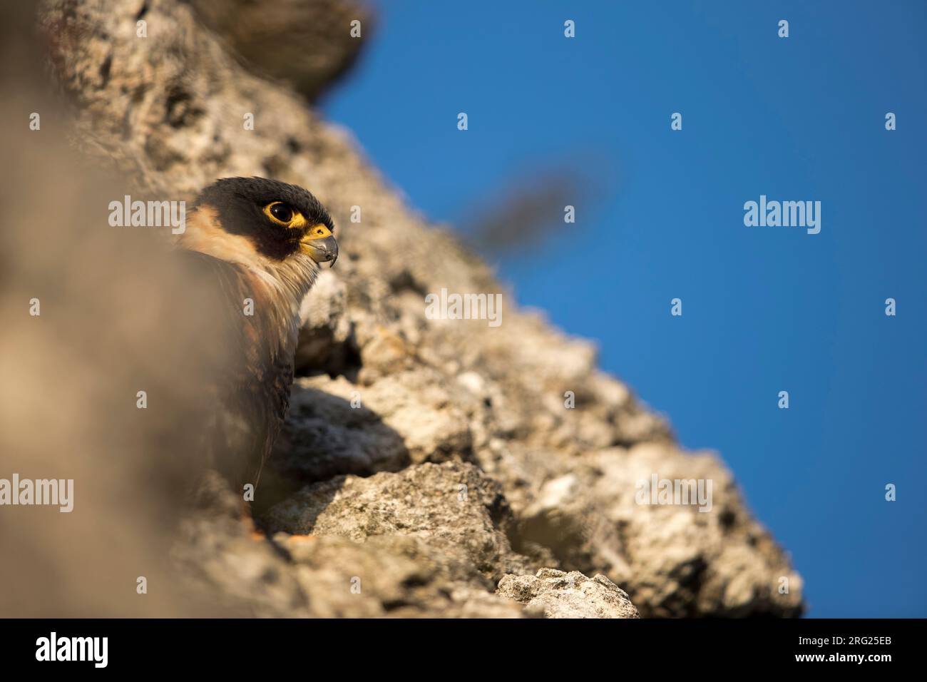 Falco rufigularis ssp petoensis hi-res stock photography and images - Alamy