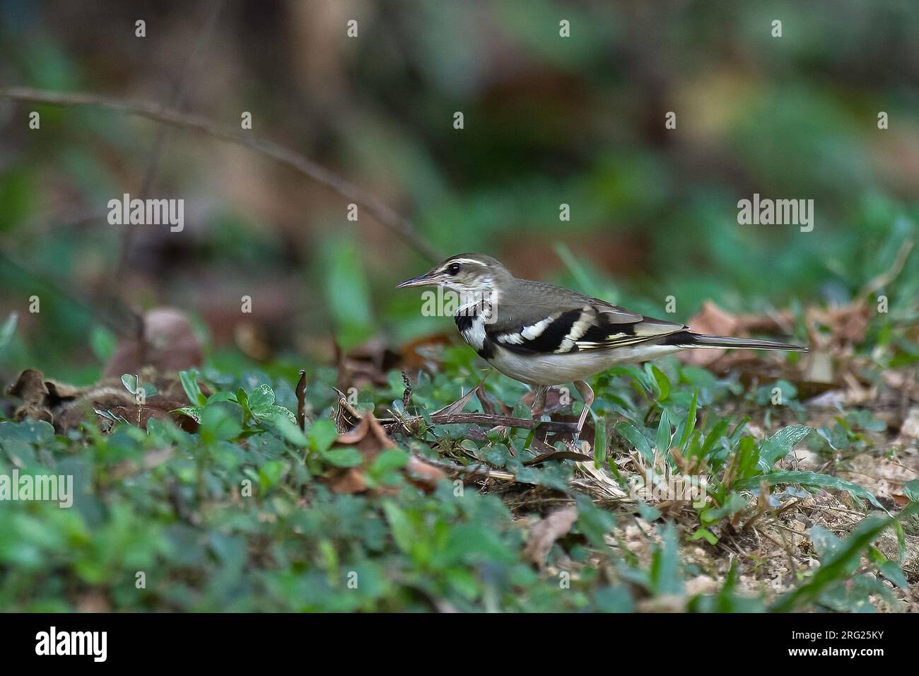 Forest Wagtail (Dendronanthus indicus) in wintering grounds in Thailand