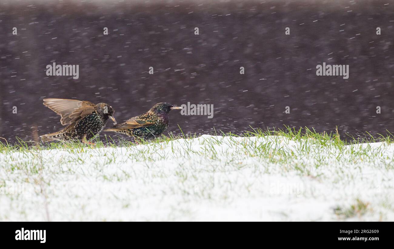 Spreeuw, Common Starling, Sturnus vulgaris group foragin in snow in blizzard Stock Photo