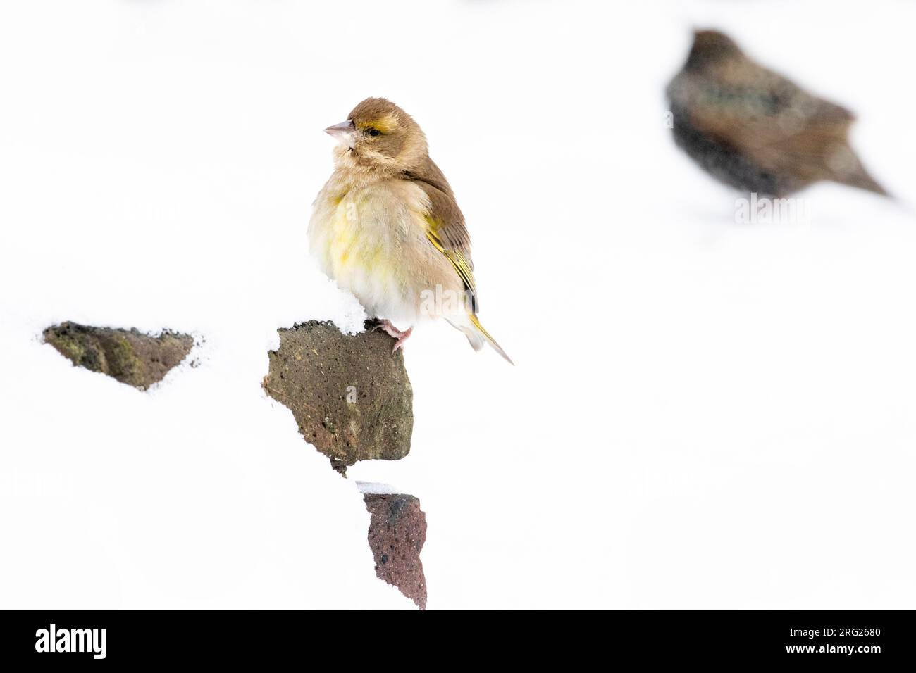 Feamle European Greenfinch (Chloris chloris) perched in the snow in an urabn backyard in the Netherlands. Stock Photo