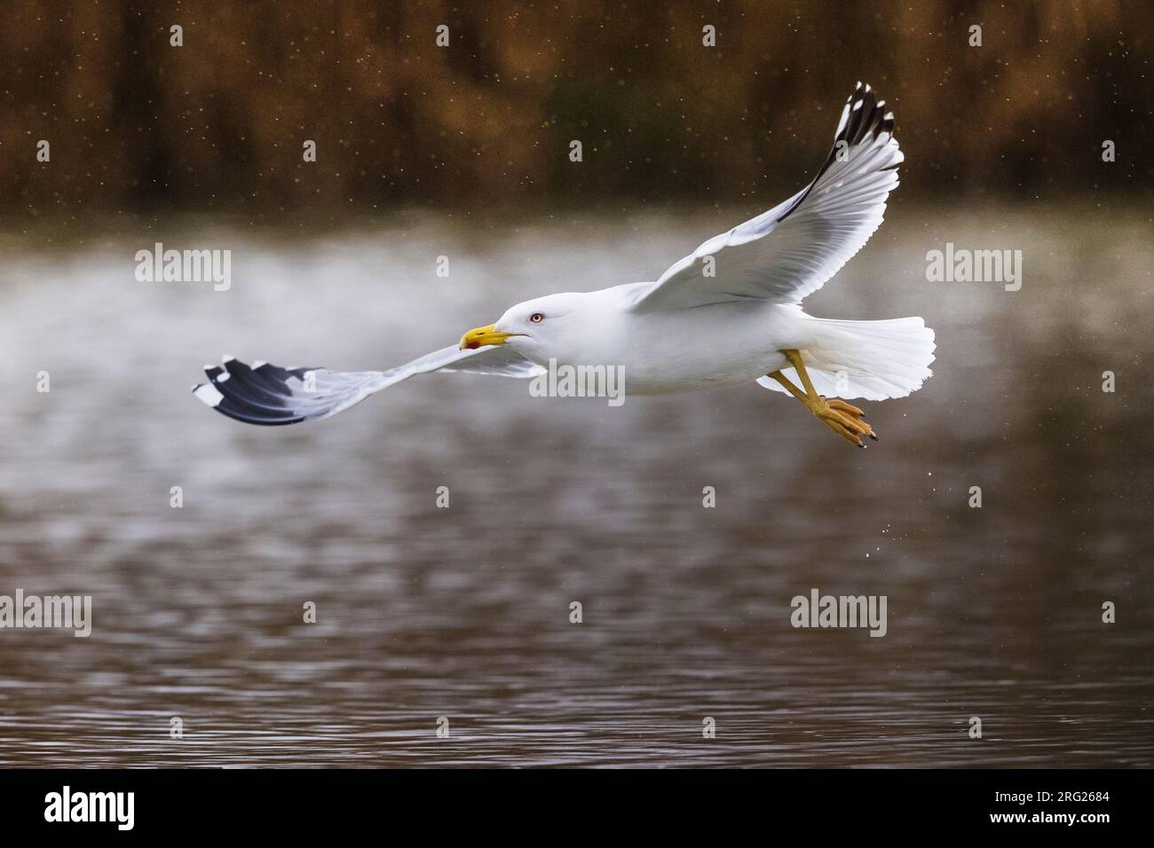 Flying in the rain hires stock photography and images Alamy