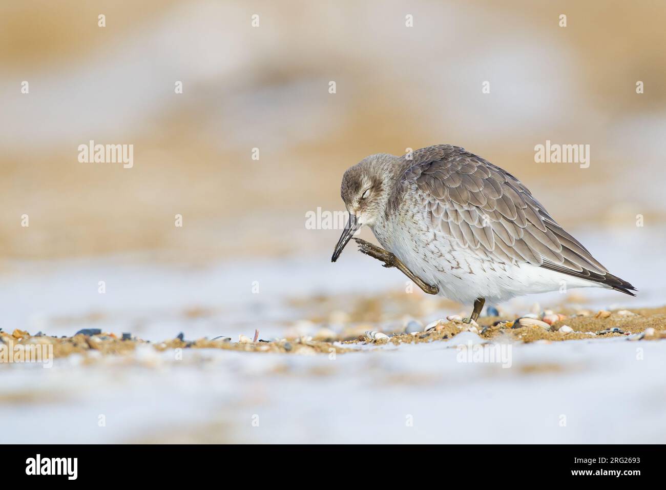 Red Knot, Calidris canutus first winter foraging on sand of a beach Stock Photo