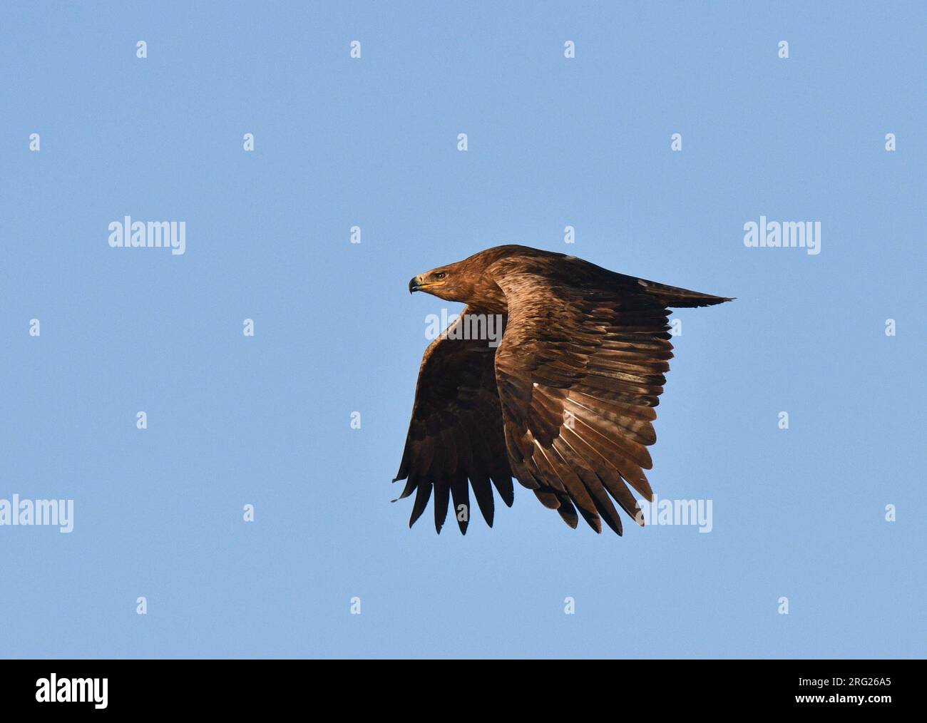 Wintering Steppe Eagle (Aquila nipalensis) in Oman. Stock Photo