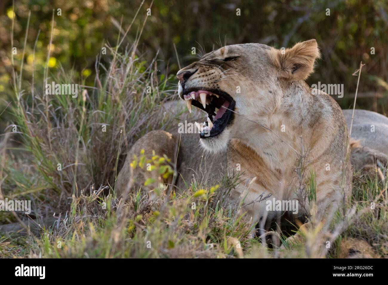 A lioness, Panthera leo, snarling. Voi, Tsavo Conservation Area, Kenya. Stock Photo
