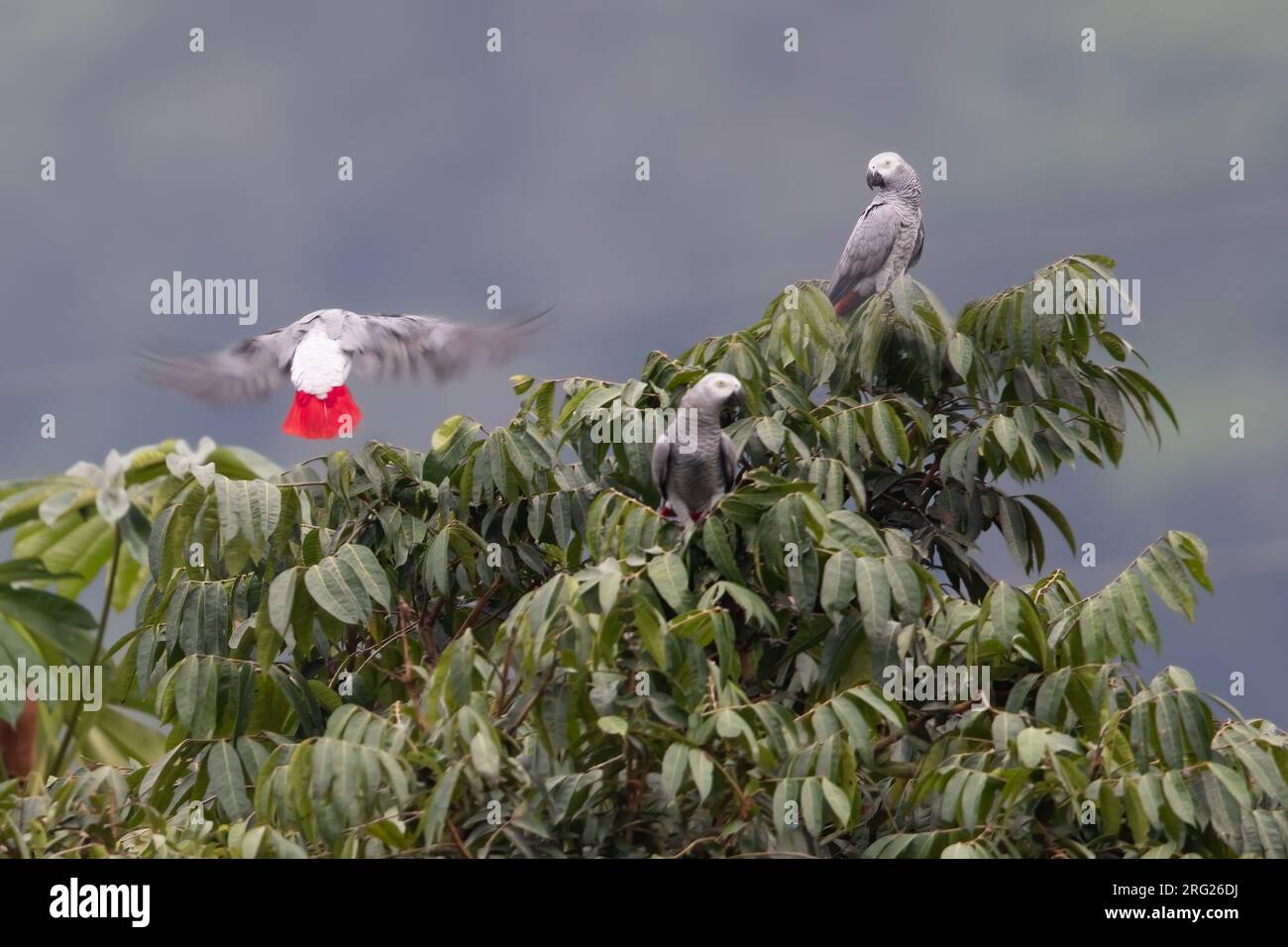 Endangered African Grey Parrots (Psittacus erithacus) perched on top of a tree in a rainforest in Equatorial Guinea and Bioko. One flying in. Stock Photo