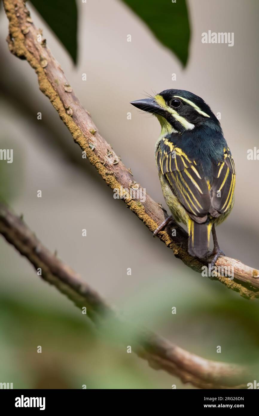 Yellow-throated Tinkerbird (Pogoniulus subsulphureus) perched on a branch in a rainforest in Equatorial Guinea and Bioko. Stock Photo