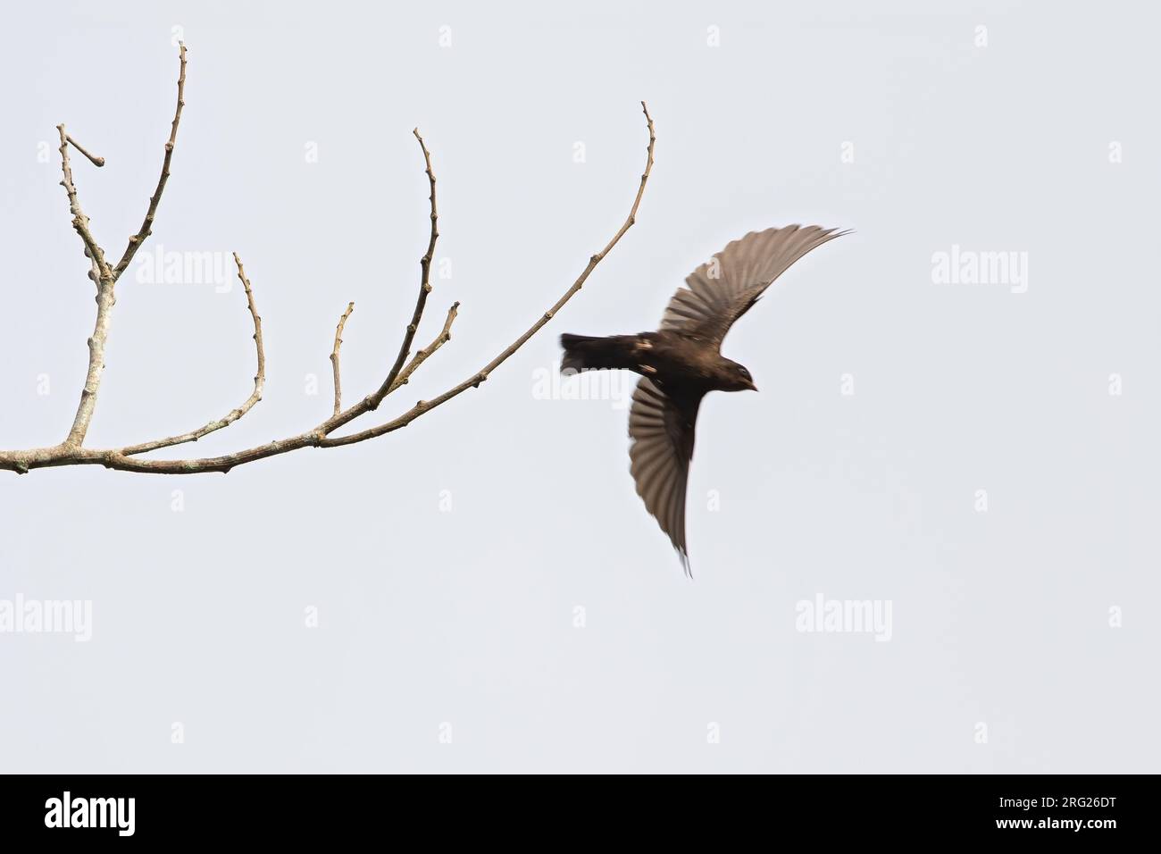 Forest Swallow (Petrochelidon fuliginosa) taking off from a branch in a