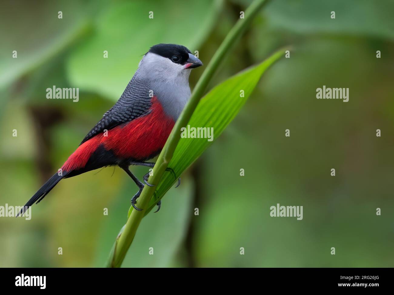 Adult Black-headed Waxbill (Estrilda atricapilla) perched on a branch in a rainforest in Equatorial Guinea. Stock Photo