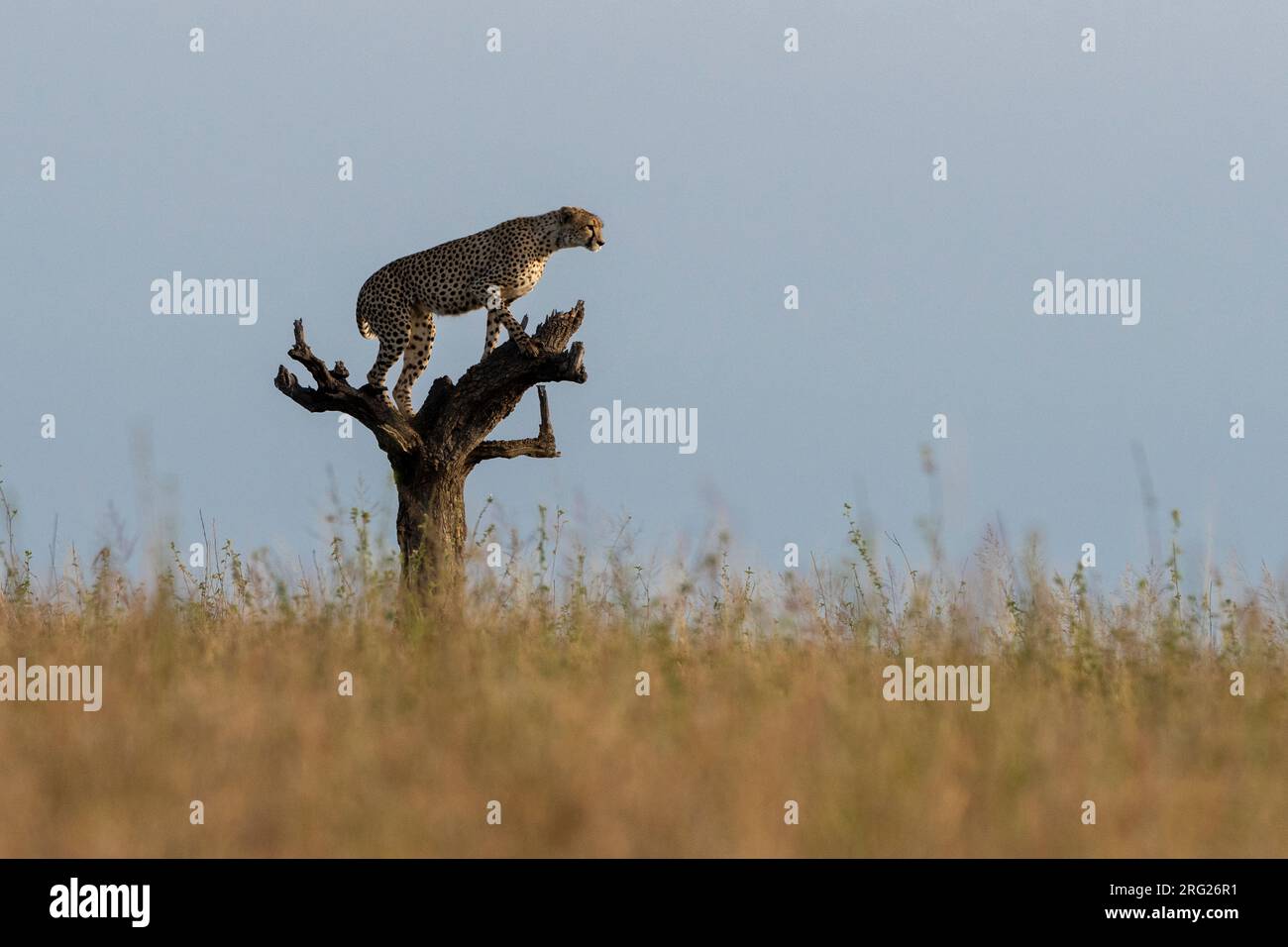 A cheetah, Acynonix jubatus, surveys the savannah from a dead tree. Seronera, Serengeti National Park, Tanzania Stock Photo