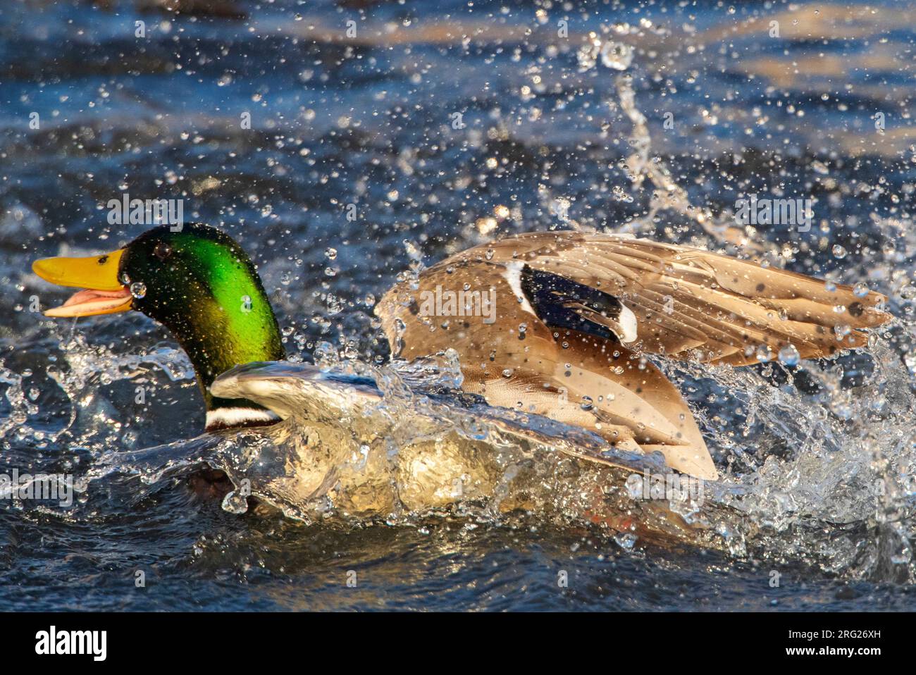 Male Mallard (Anas platyrhynchos) getting away from another male in an urban lake in Katwijk, Netherlands. Stock Photo