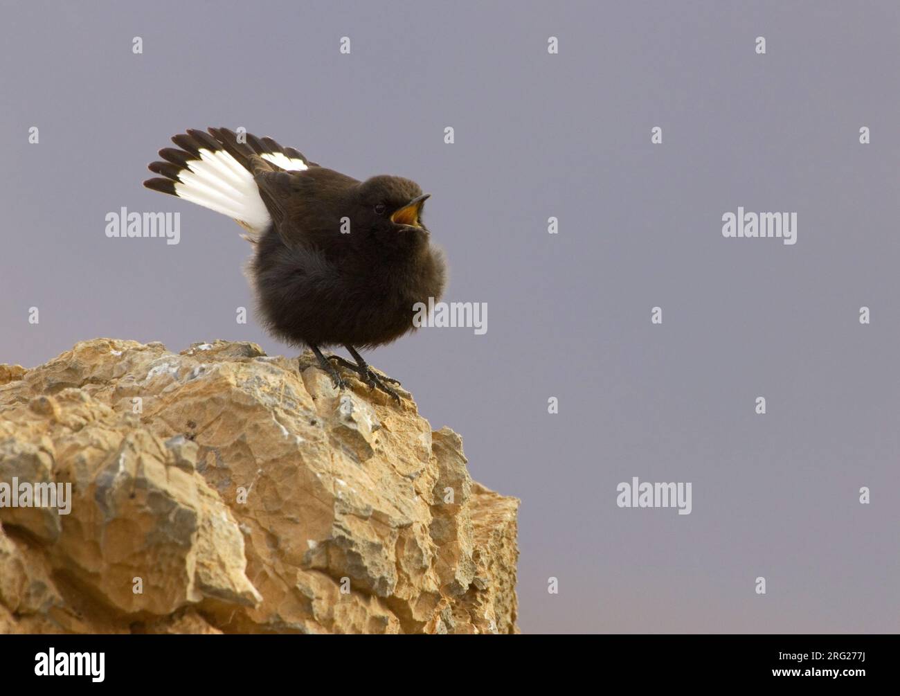 Singing male Black Wheatear (Oenanthe leucura) from an exposed rock. Stock Photo