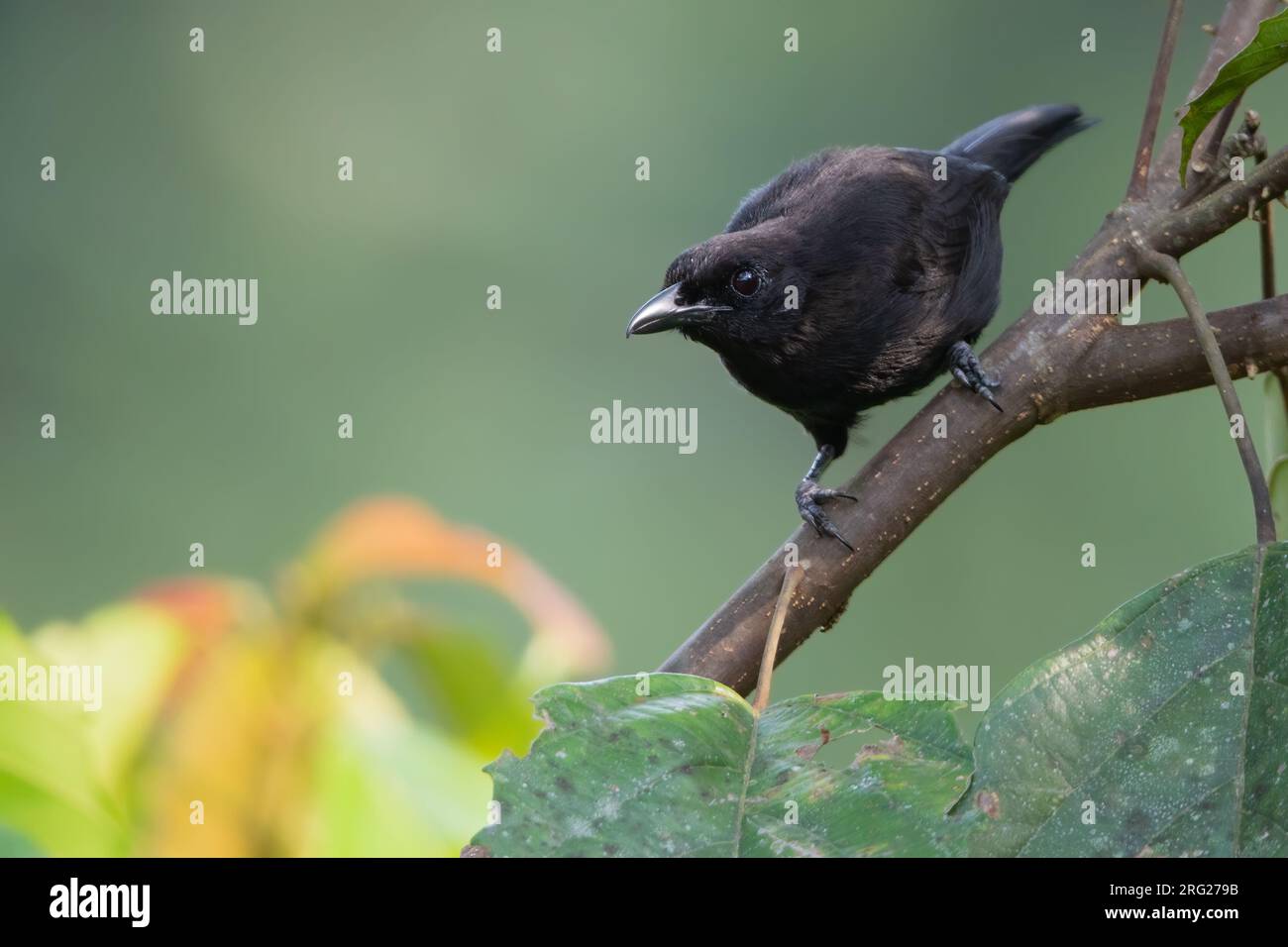 Lowland Sooty Boubou (Laniarius leucorhynchus) perched on a branch in a rainforest in Equatorial Guinea. Stock Photo