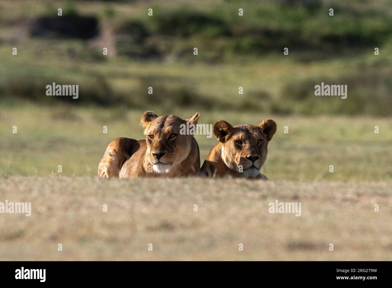 Two lionesses, Panthera leo, resting. Ndutu, Ngorongoro Conservation Area, Tanzania. Stock Photo